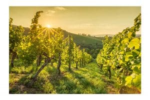 AdVini overview