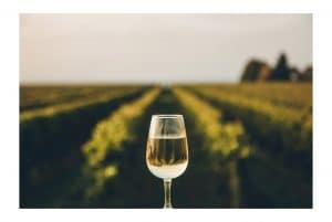 AdVini challenge